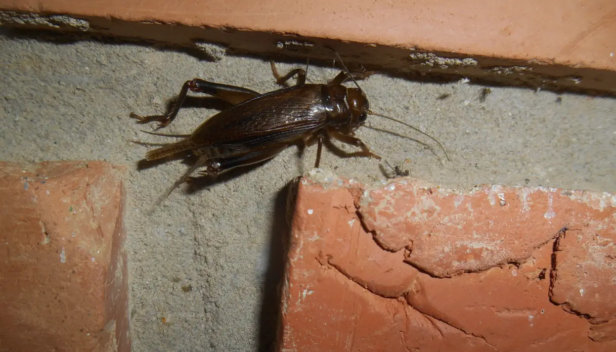 cricket infestation