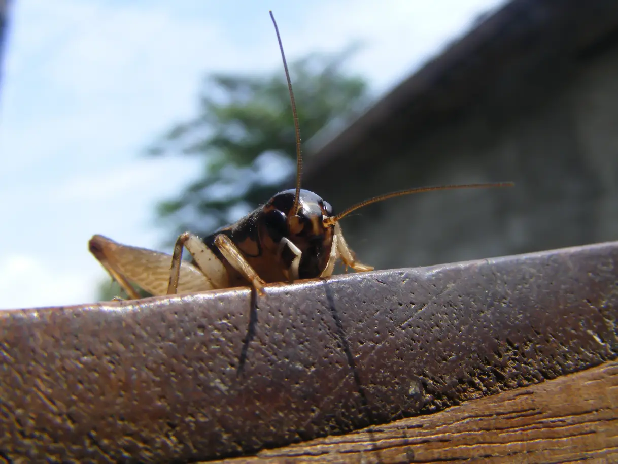 Why Crickets Are So Bad This Year (and How to Get Rid of Them)