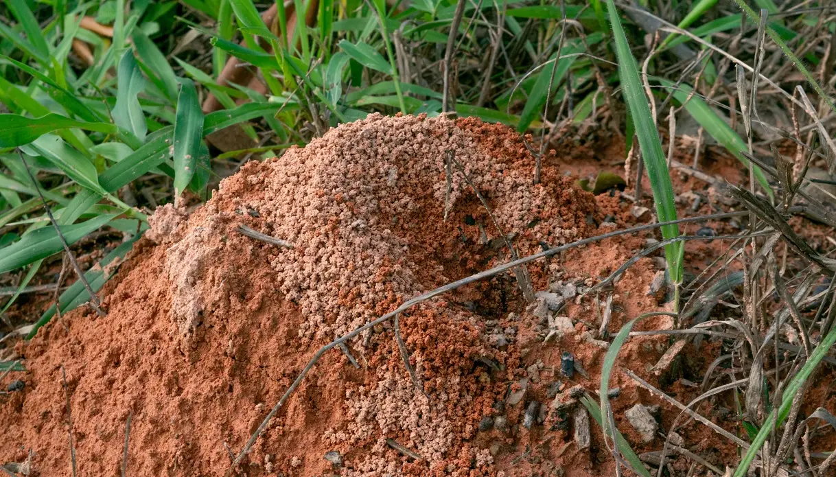Why Fire Ant Mounds Get Bigger in Late Summer (and the Best Window for Fire Ant Control)