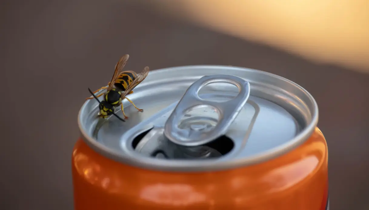 Get rid of wasps