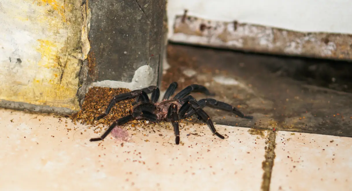 Why Are There So Many Spiders in Your House This Fall?