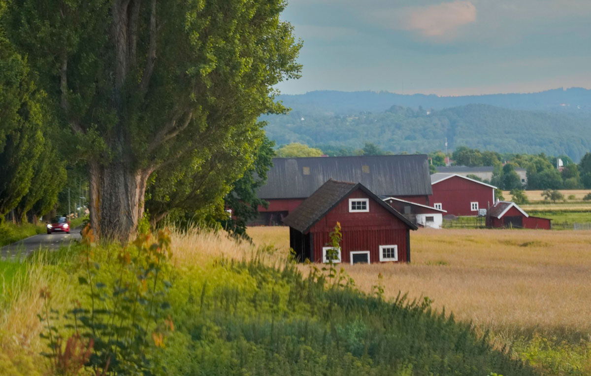 Pest Control in Rural Texas: How to Find Reliable Service When You Live Outside the City