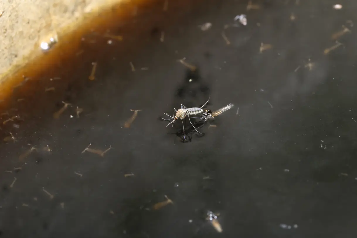 mosquito closeup gutter