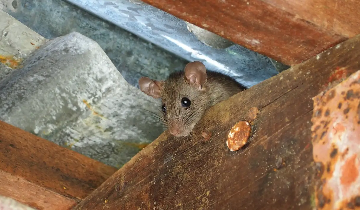 rat control attic