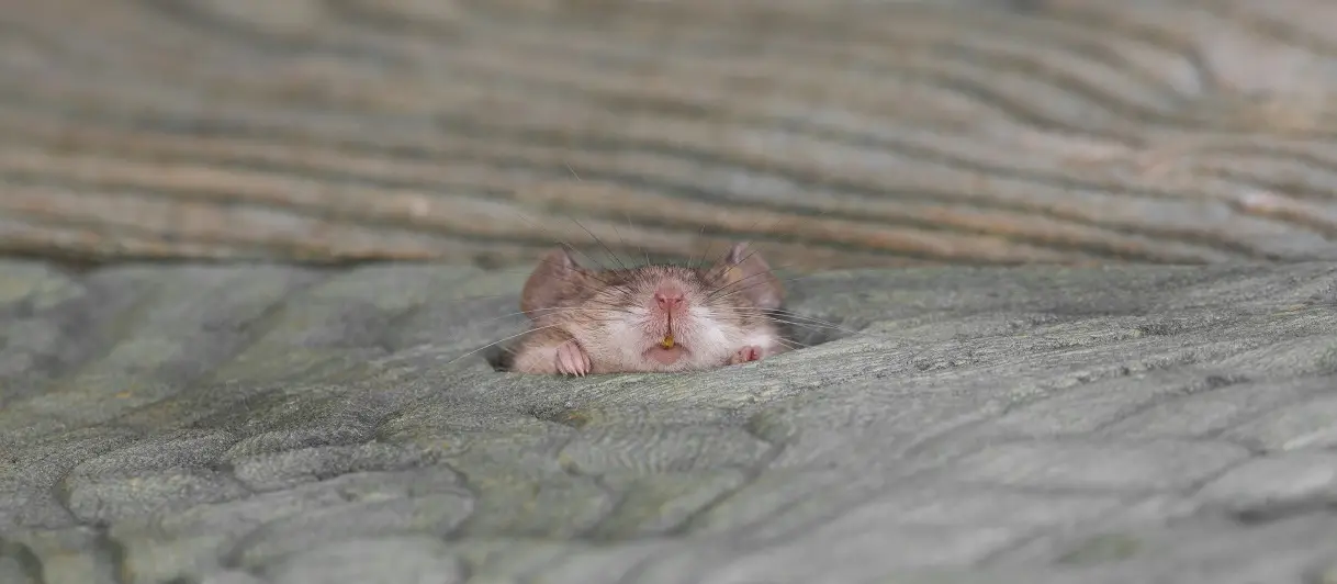 Why Mice Move Indoors as It Cools – and How to Get Rid of Mice Before They Nest