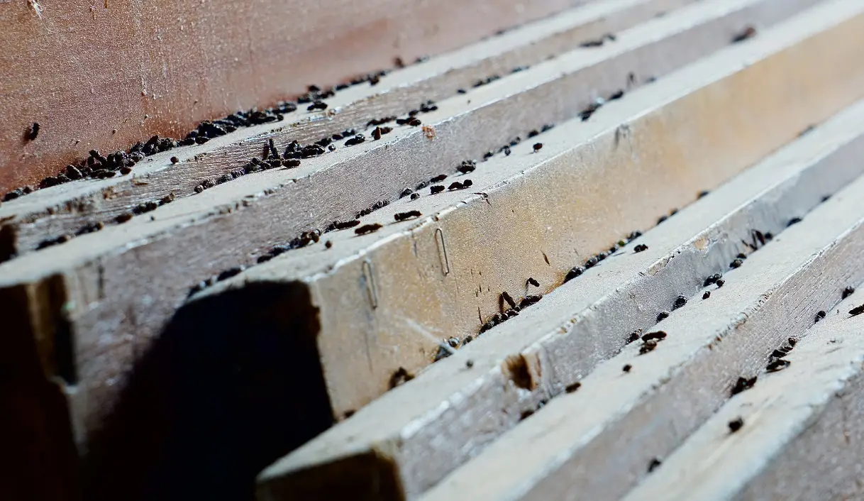 signs of mice droppings