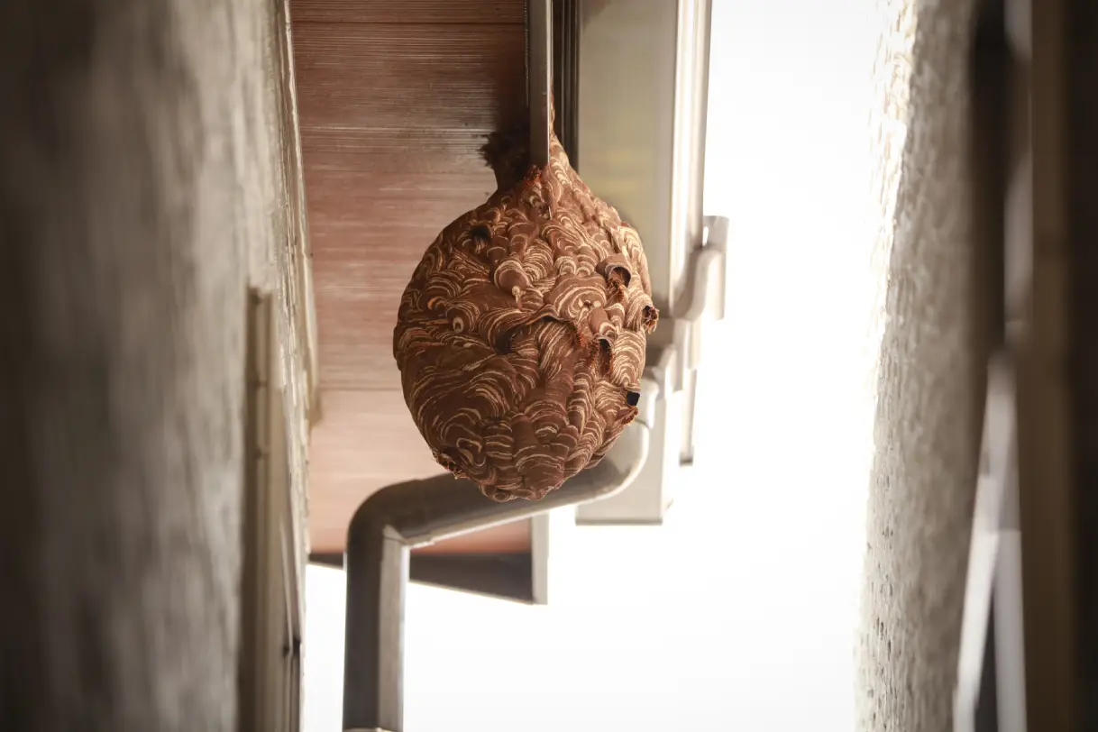 Why Wasps Get So Aggressive in Late Summer and Early Fall (And How to Get Rid of Wasps)